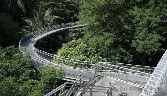 新加坡2025年蛇年纪念币正式亮相，预定开始