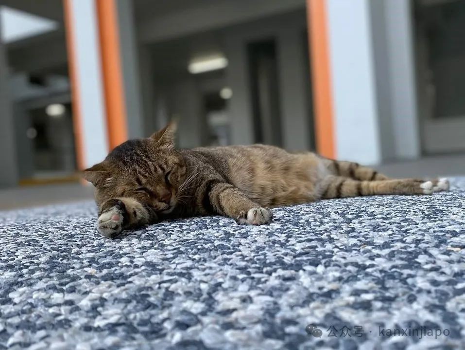 新加坡铲屎官注意！为宠物猫申请执照已开始，组屋住户也能饲养