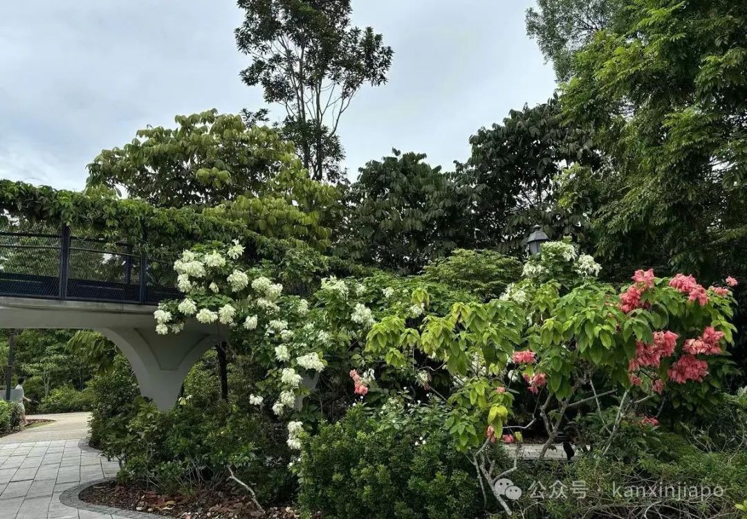 新加坡植物园里典雅大气的黑白屋，原来长这样