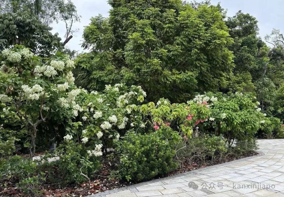 新加坡植物园里典雅大气的黑白屋，原来长这样