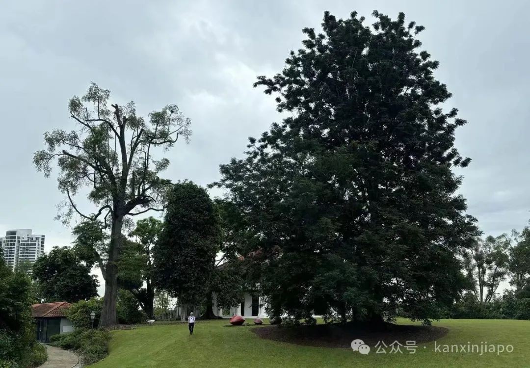 新加坡植物园里典雅大气的黑白屋，原来长这样