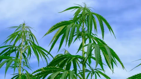 巴西还将个人使用大麻合法化：它是世界上这样做的人口最多的国家
