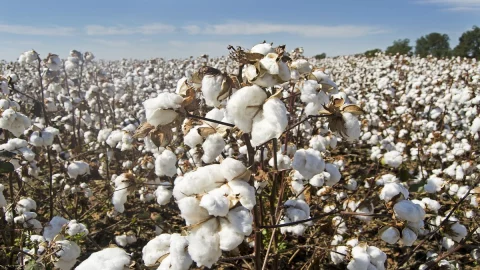 原材料，美国陷入危机：棉花和玉米产量超过巴西。 气候变化颠覆了等级制度