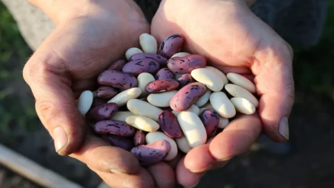 在餐桌上添加豆类：慢食运动和联盟 100 名厨师的一周健康建议